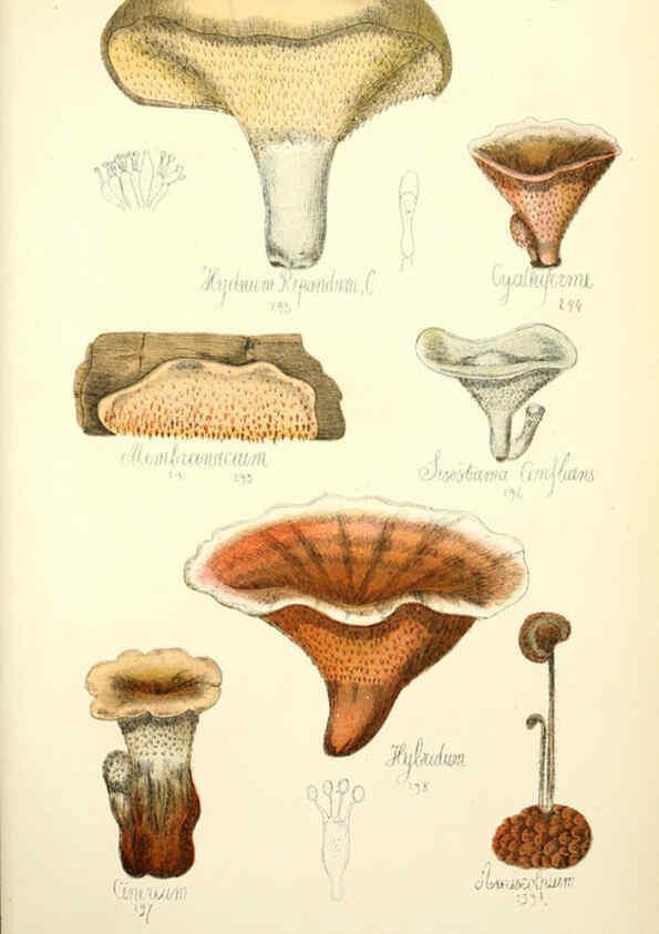 Reproducción/Reproduction 5975243816: Histoire naturelle des champignons comestibles et vénéneux Paris :C. Delagrave,1883