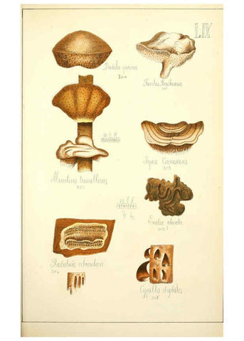 Reproducción/Reproduction 5975244118: Histoire naturelle des champignons comestibles et vénéneux Paris :C. Delagrave,1883