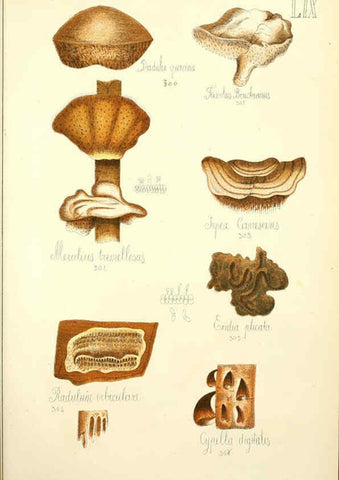 Reproducción/Reproduction 5975244118: Histoire naturelle des champignons comestibles et vénéneux Paris :C. Delagrave,1883