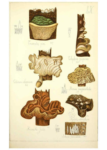 Reproducción/Reproduction 5974684135: Histoire naturelle des champignons comestibles et vénéneux Paris :C. Delagrave,1883