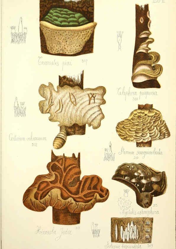 Reproducción/Reproduction 5974684135: Histoire naturelle des champignons comestibles et vénéneux Paris :C. Delagrave,1883
