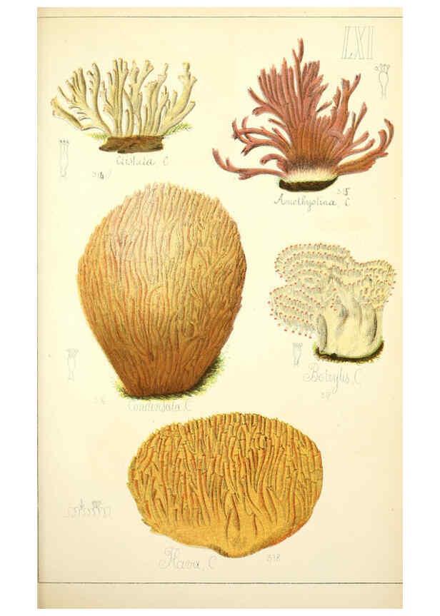Reproducción/Reproduction 5975244938: Histoire naturelle des champignons comestibles et vénéneux Paris :C. Delagrave,1883