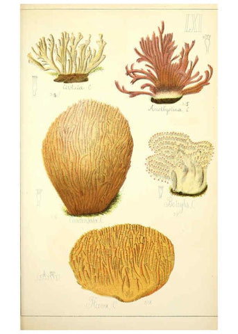 Reproducción/Reproduction 5975244938: Histoire naturelle des champignons comestibles et vénéneux Paris :C. Delagrave,1883