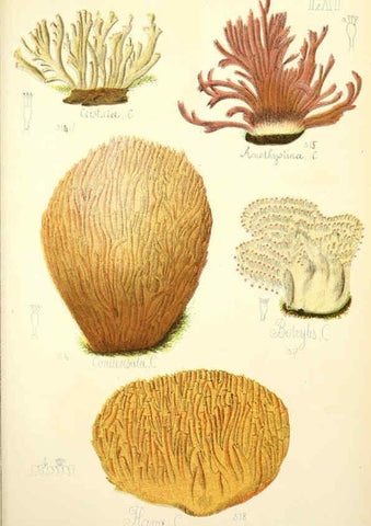 Reproducción/Reproduction 5975244938: Histoire naturelle des champignons comestibles et vénéneux Paris :C. Delagrave,1883