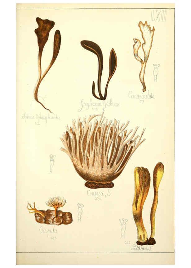 Reproducción/Reproduction 5974685003: Histoire naturelle des champignons comestibles et vénéneux Paris :C. Delagrave,1883