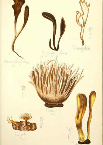 Reproducción/Reproduction 5974685003: Histoire naturelle des champignons comestibles et vénéneux Paris :C. Delagrave,1883