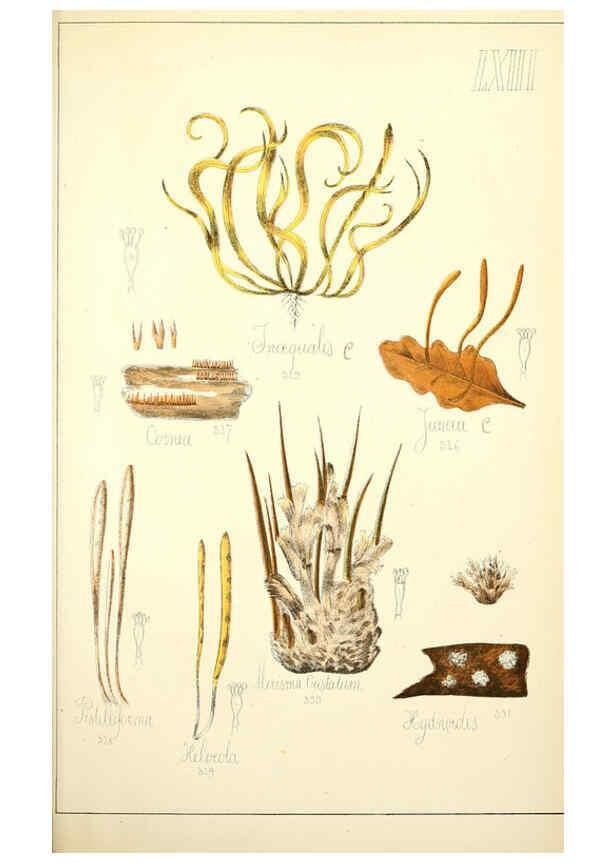 Reproducción/Reproduction 5974685419: Histoire naturelle des champignons comestibles et vénéneux Paris :C. Delagrave,1883