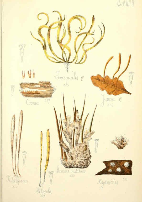 Reproducción/Reproduction 5974685419: Histoire naturelle des champignons comestibles et vénéneux Paris :C. Delagrave,1883