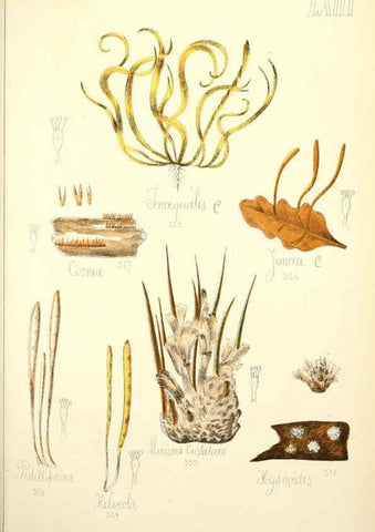 Reproducción/Reproduction 5974685419: Histoire naturelle des champignons comestibles et vénéneux Paris :C. Delagrave,1883