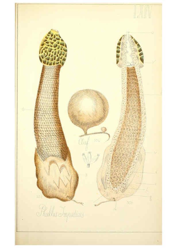 Reproducción/Reproduction 5974685829: Histoire naturelle des champignons comestibles et vénéneux Paris :C. Delagrave,1883