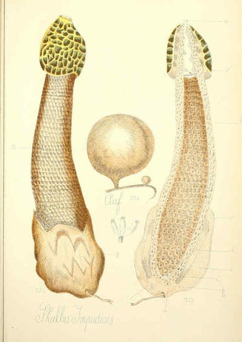Reproducción/Reproduction 5974685829: Histoire naturelle des champignons comestibles et vénéneux Paris :C. Delagrave,1883