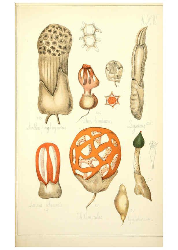 Reproducción/Reproduction 5975246816: Histoire naturelle des champignons comestibles et vénéneux Paris :C. Delagrave,1883