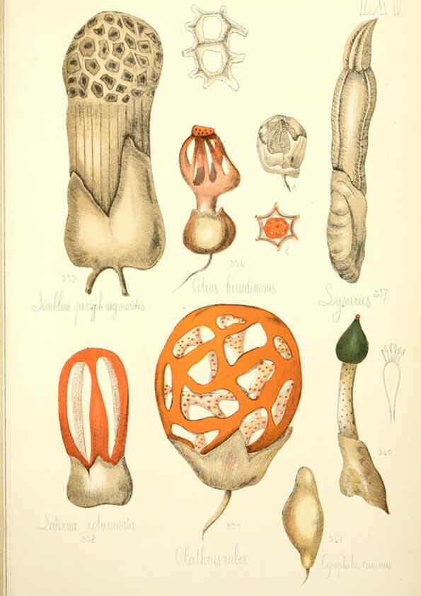 Reproducción/Reproduction 5975246816: Histoire naturelle des champignons comestibles et vénéneux Paris :C. Delagrave,1883