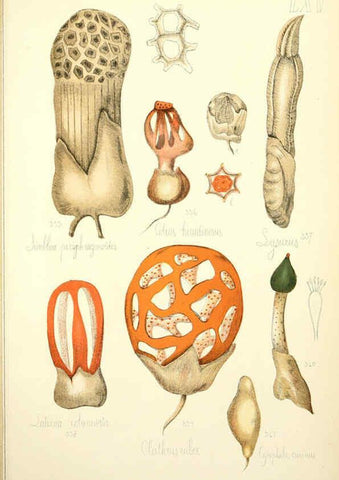 Reproducción/Reproduction 5975246816: Histoire naturelle des champignons comestibles et vénéneux Paris :C. Delagrave,1883