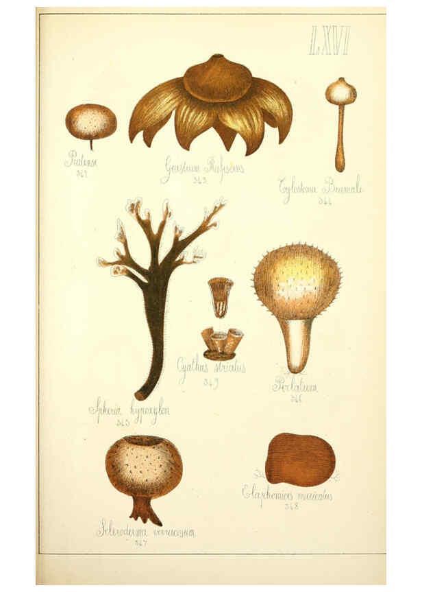 Reproducción/Reproduction 5975247124: Histoire naturelle des champignons comestibles et vénéneux Paris :C. Delagrave,1883