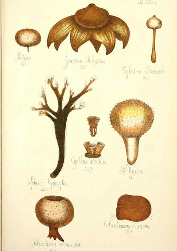Reproducción/Reproduction 5975247124: Histoire naturelle des champignons comestibles et vénéneux Paris :C. Delagrave,1883