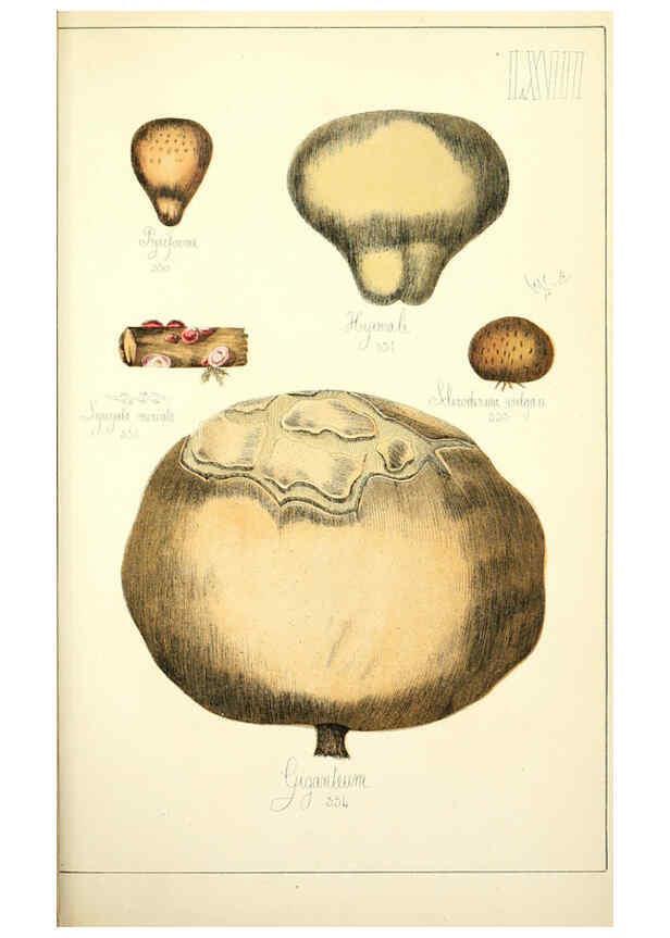 Reproducción/Reproduction 5974687263: Histoire naturelle des champignons comestibles et vénéneux Paris :C. Delagrave,1883