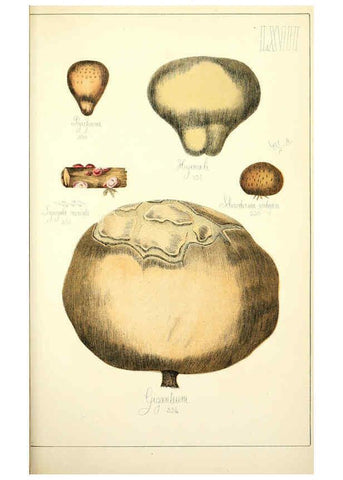Reproducción/Reproduction 5974687263: Histoire naturelle des champignons comestibles et vénéneux Paris :C. Delagrave,1883