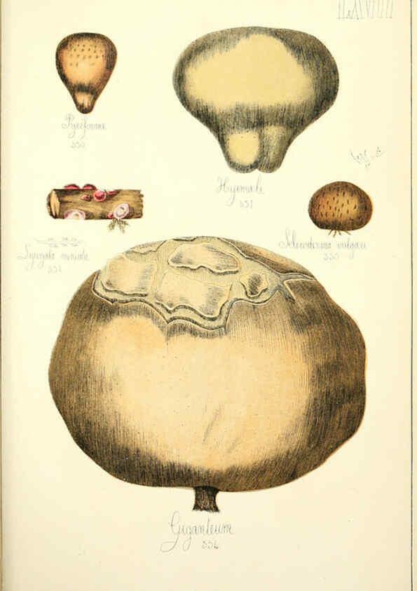 Reproducción/Reproduction 5974687263: Histoire naturelle des champignons comestibles et vénéneux Paris :C. Delagrave,1883
