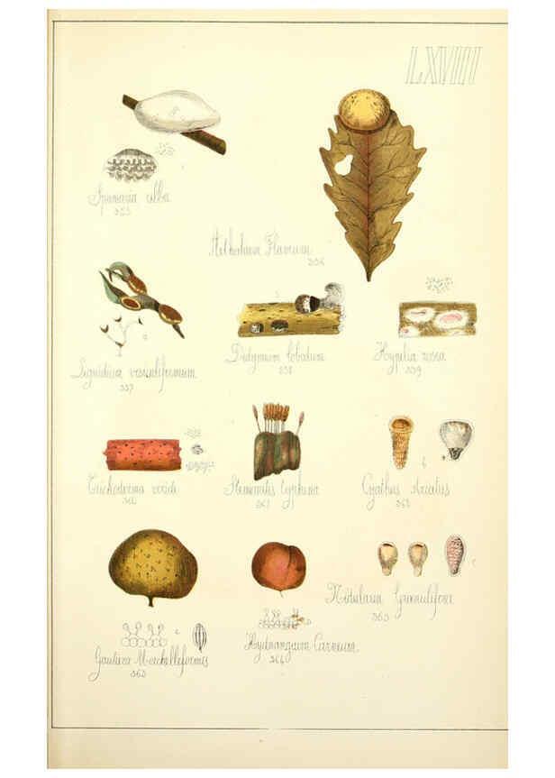 Reproducción/Reproduction 5975248262: Histoire naturelle des champignons comestibles et vénéneux Paris :C. Delagrave,1883
