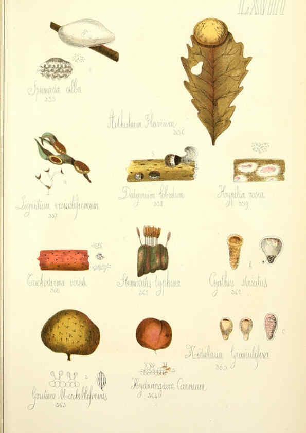 Reproducción/Reproduction 5975248262: Histoire naturelle des champignons comestibles et vénéneux Paris :C. Delagrave,1883