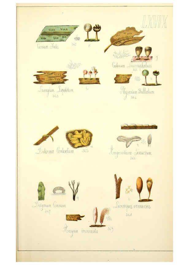 Reproducción/Reproduction 5974688137: Histoire naturelle des champignons comestibles et vénéneux Paris :C. Delagrave,1883