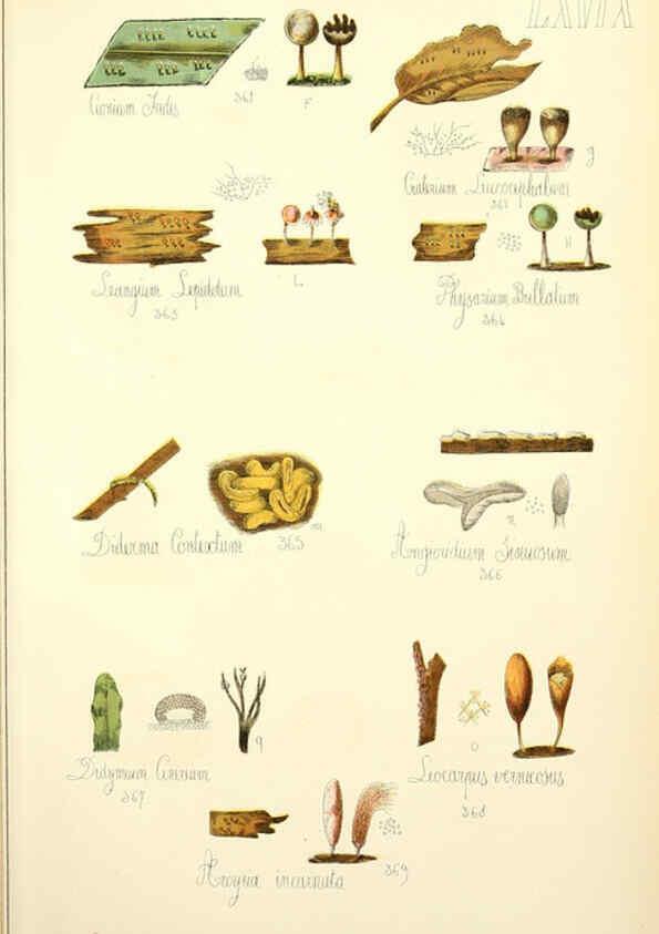 Reproducción/Reproduction 5974688137: Histoire naturelle des champignons comestibles et vénéneux Paris :C. Delagrave,1883