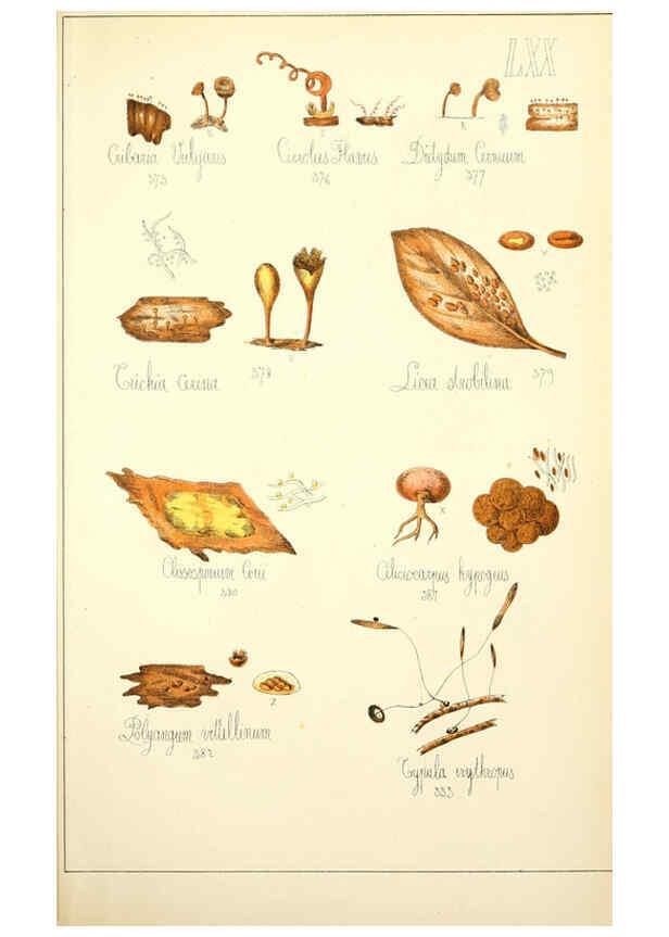 Reproducción/Reproduction 5975248992: Histoire naturelle des champignons comestibles et vénéneux Paris :C. Delagrave,1883