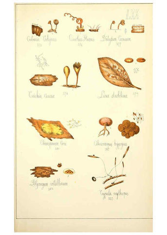 Reproducción/Reproduction 5975248992: Histoire naturelle des champignons comestibles et vénéneux Paris :C. Delagrave,1883