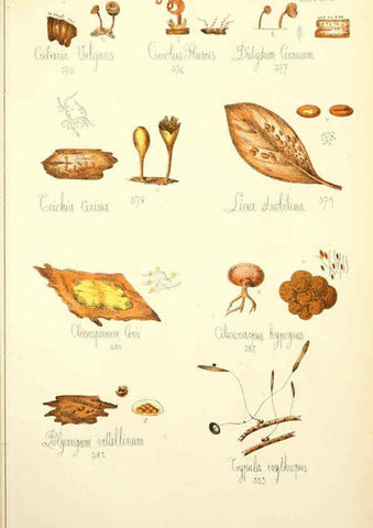 Reproducción/Reproduction 5975248992: Histoire naturelle des champignons comestibles et vénéneux Paris :C. Delagrave,1883