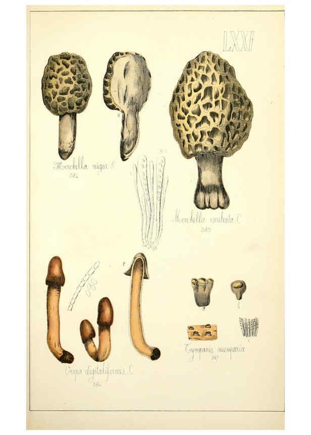 Reproducción/Reproduction 5975249450: Histoire naturelle des champignons comestibles et vénéneux Paris :C. Delagrave,1883