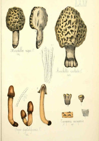 Reproducción/Reproduction 5975249450: Histoire naturelle des champignons comestibles et vénéneux Paris :C. Delagrave,1883