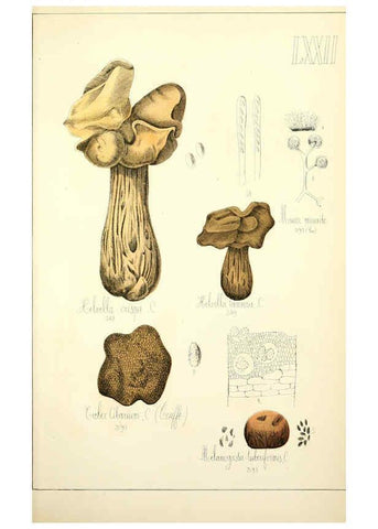 Reproducción/Reproduction 5974689109: Histoire naturelle des champignons comestibles et vénéneux Paris :C. Delagrave,1883