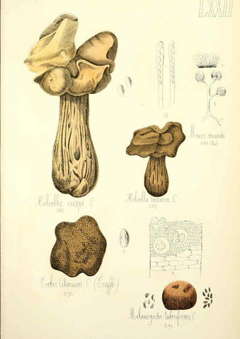 Reproducción/Reproduction 5974689109: Histoire naturelle des champignons comestibles et vénéneux Paris :C. Delagrave,1883