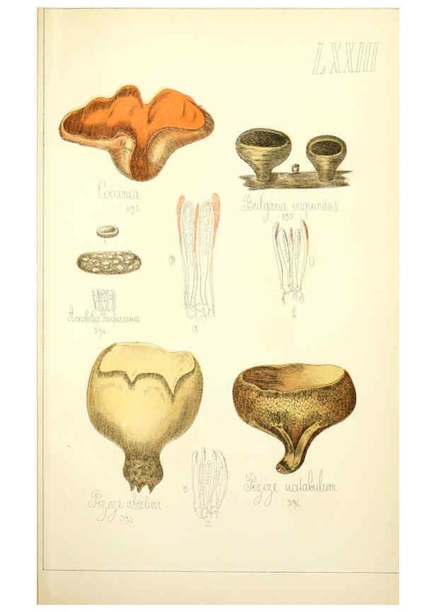 Reproducción/Reproduction 5974689521: Histoire naturelle des champignons comestibles et vénéneux Paris :C. Delagrave,1883