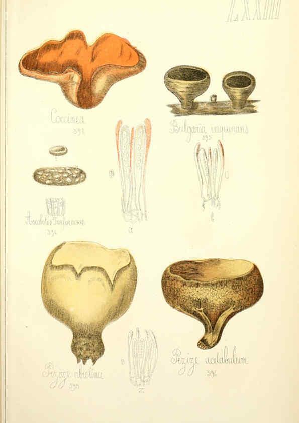 Reproducción/Reproduction 5974689521: Histoire naturelle des champignons comestibles et vénéneux Paris :C. Delagrave,1883