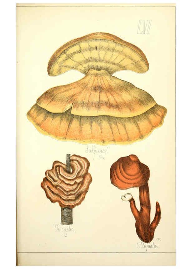 Reproducción/Reproduction 5974682649: Histoire naturelle des champignons comestibles et vénéneux Paris :C. Delagrave,1883