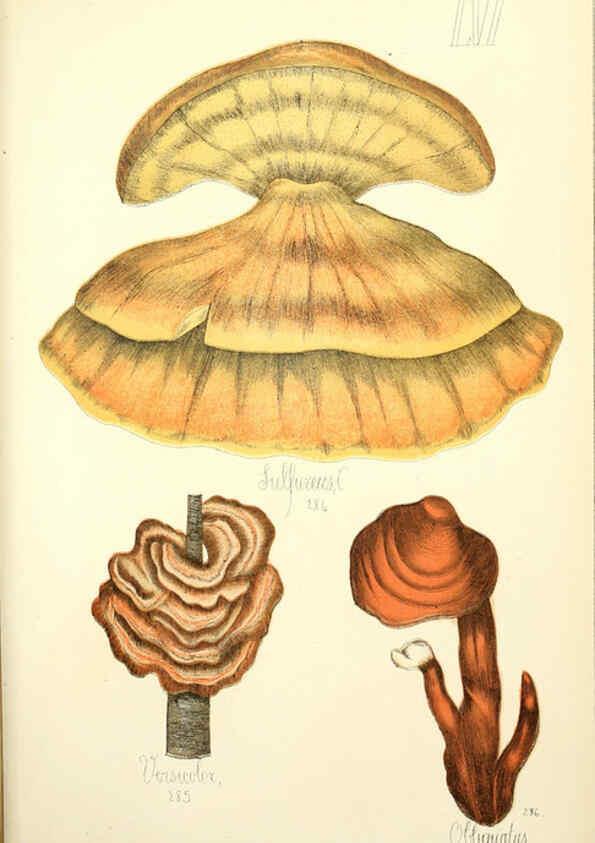 Reproducción/Reproduction 5974682649: Histoire naturelle des champignons comestibles et vénéneux Paris :C. Delagrave,1883