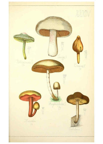 Reproducción/Reproduction 5974673851: Histoire naturelle des champignons comestibles et vénéneux Paris :C. Delagrave,1883