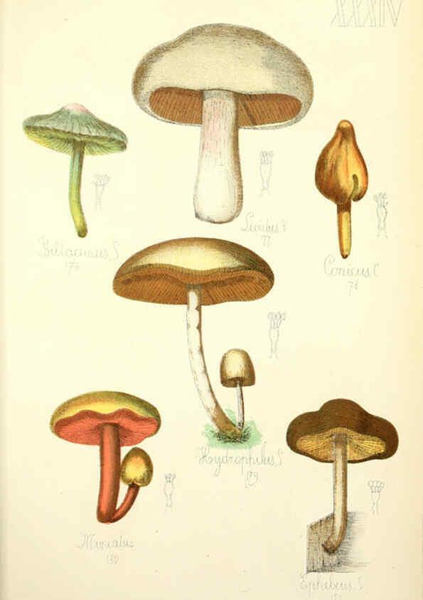 Reproducción/Reproduction 5974673851: Histoire naturelle des champignons comestibles et vénéneux Paris :C. Delagrave,1883