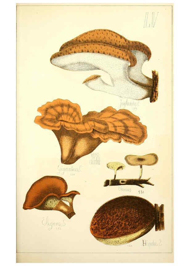 Reproducción/Reproduction 5974682149: Histoire naturelle des champignons comestibles et vénéneux Paris :C. Delagrave,1883