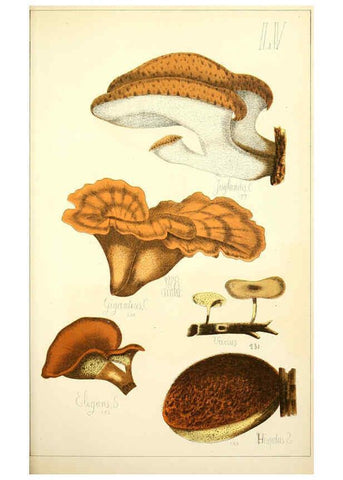 Reproducción/Reproduction 5974682149: Histoire naturelle des champignons comestibles et vénéneux Paris :C. Delagrave,1883