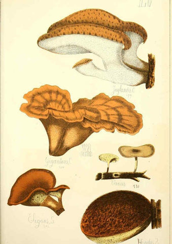 Reproducción/Reproduction 5974682149: Histoire naturelle des champignons comestibles et vénéneux Paris :C. Delagrave,1883