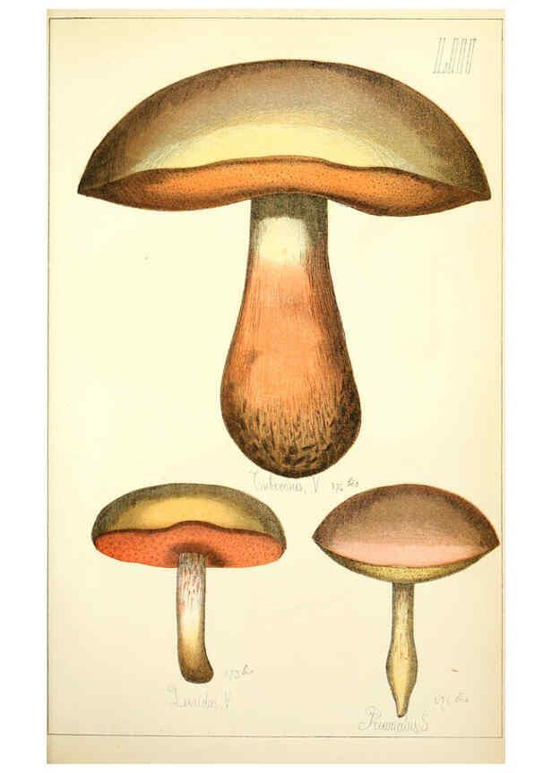 Reproducción/Reproduction 5975241638: Histoire naturelle des champignons comestibles et vénéneux Paris :C. Delagrave,1883