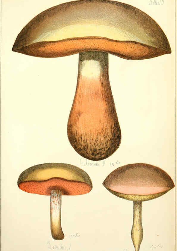 Reproducción/Reproduction 5975241638: Histoire naturelle des champignons comestibles et vénéneux Paris :C. Delagrave,1883