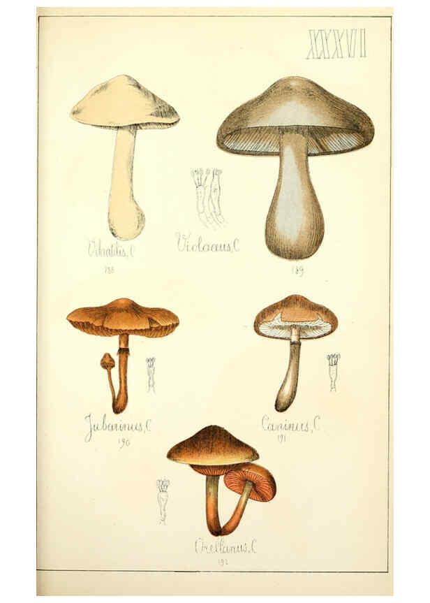 Reproducción/Reproduction 5975234758: Histoire naturelle des champignons comestibles et vénéneux Paris :C. Delagrave,1883