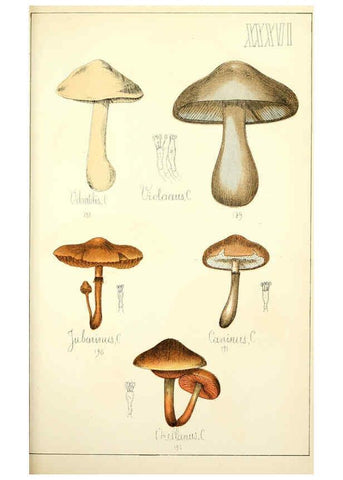 Reproducción/Reproduction 5975234758: Histoire naturelle des champignons comestibles et vénéneux Paris :C. Delagrave,1883