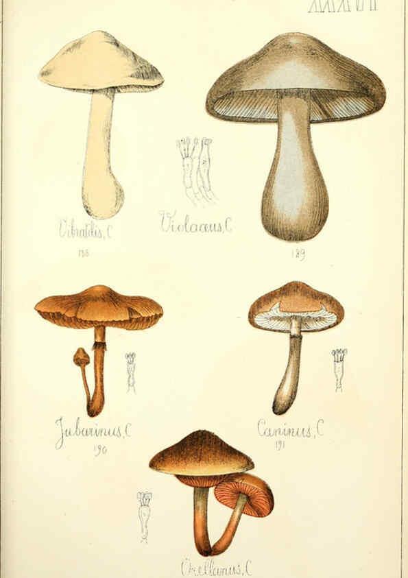 Reproducción/Reproduction 5975234758: Histoire naturelle des champignons comestibles et vénéneux Paris :C. Delagrave,1883