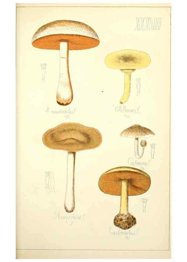 Reproducción/Reproduction 5975235050: Histoire naturelle des champignons comestibles et vénéneux Paris :C. Delagrave,1883