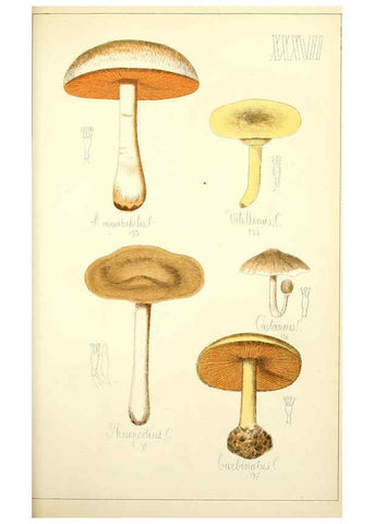 Reproducción/Reproduction 5975235050: Histoire naturelle des champignons comestibles et vénéneux Paris :C. Delagrave,1883
